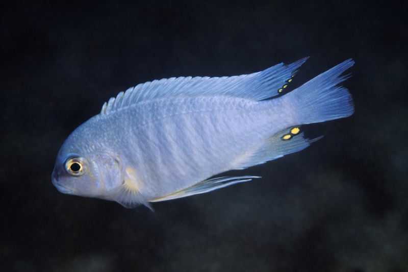 Maylandia estherae 'Metangula'